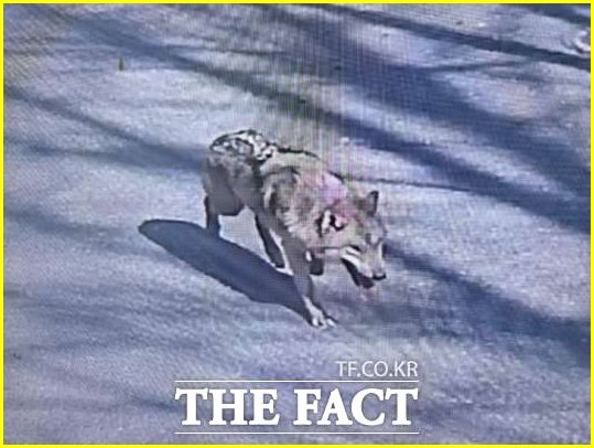 대전 늑대 시내 출몰, 소름 돋는 현재 위치와 대처법