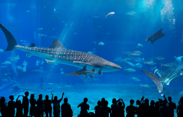 오키나와 렌터카 여행, 이렇게 준비하세요!