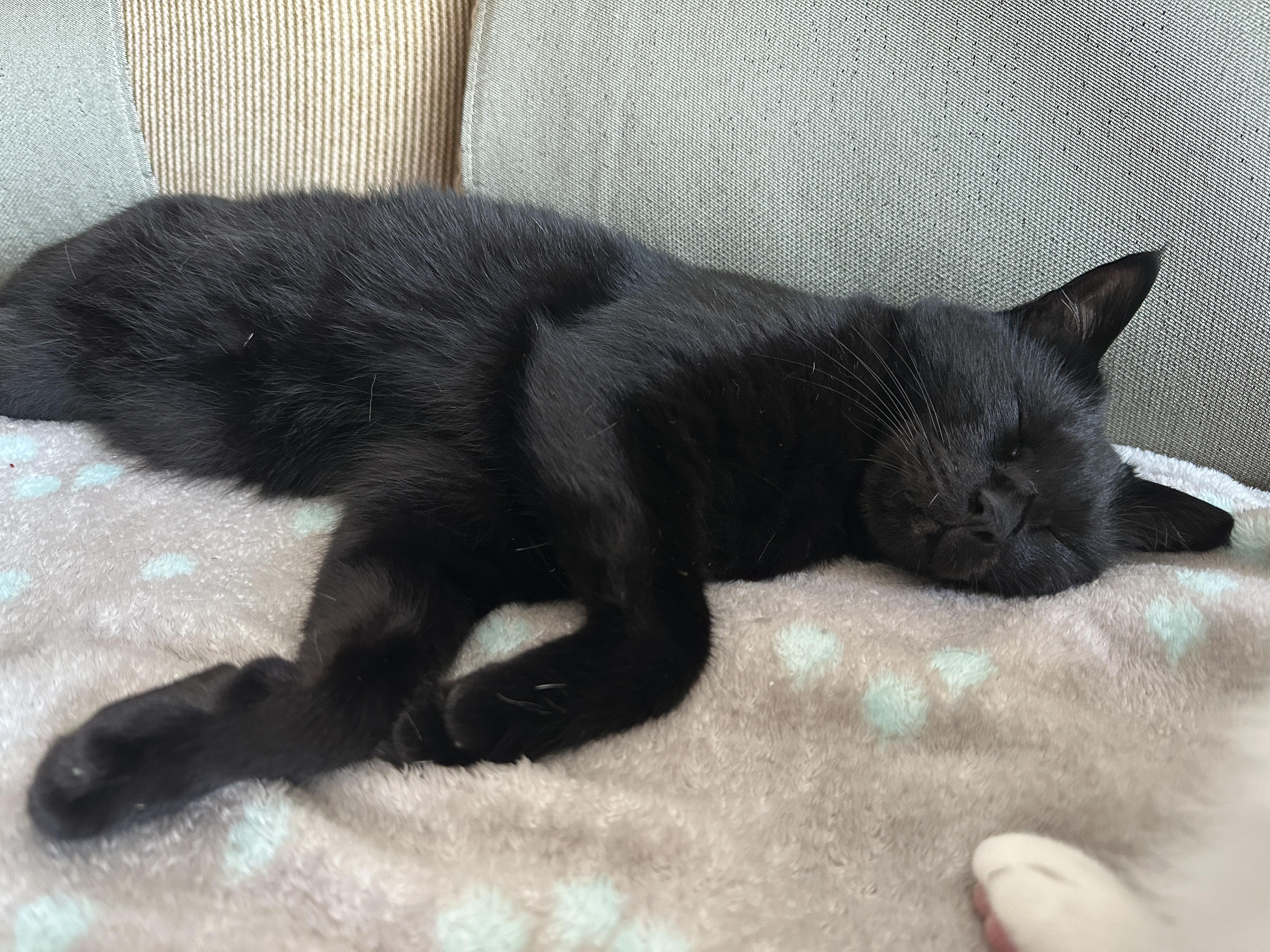 치즈냥이 호야와 올블랙 건이의 달달한 브로맨스 (feat. 달달한 호야와 딸같은 아들고양이 건이)