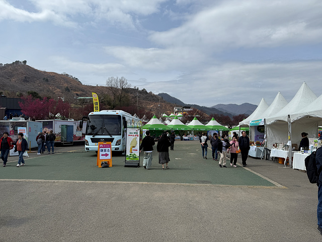광양 매화축제 개화상황 실시간