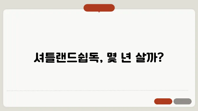 셔틀랜드쉽독 수명 알아보기