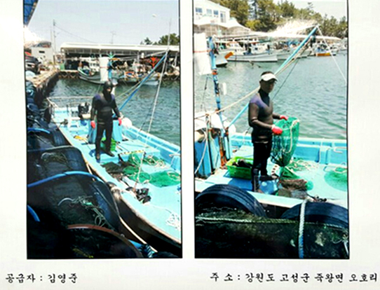 고성 자연산 섭 성게마을 해산물 공수 근거