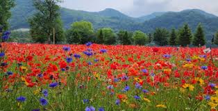 9월 꽃 축제 하는 곳