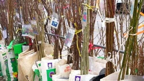 감나무재배법-감나무-묘목-심기-심는시기-심는방법