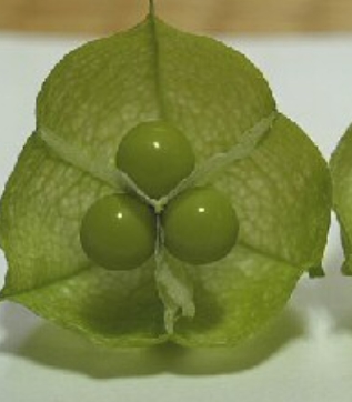 가을에 피는 꽃 풍선덩굴