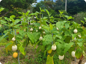 수목정원(코키아),(가지) 이미지 출처: 하늘빛수목원 홈페이지