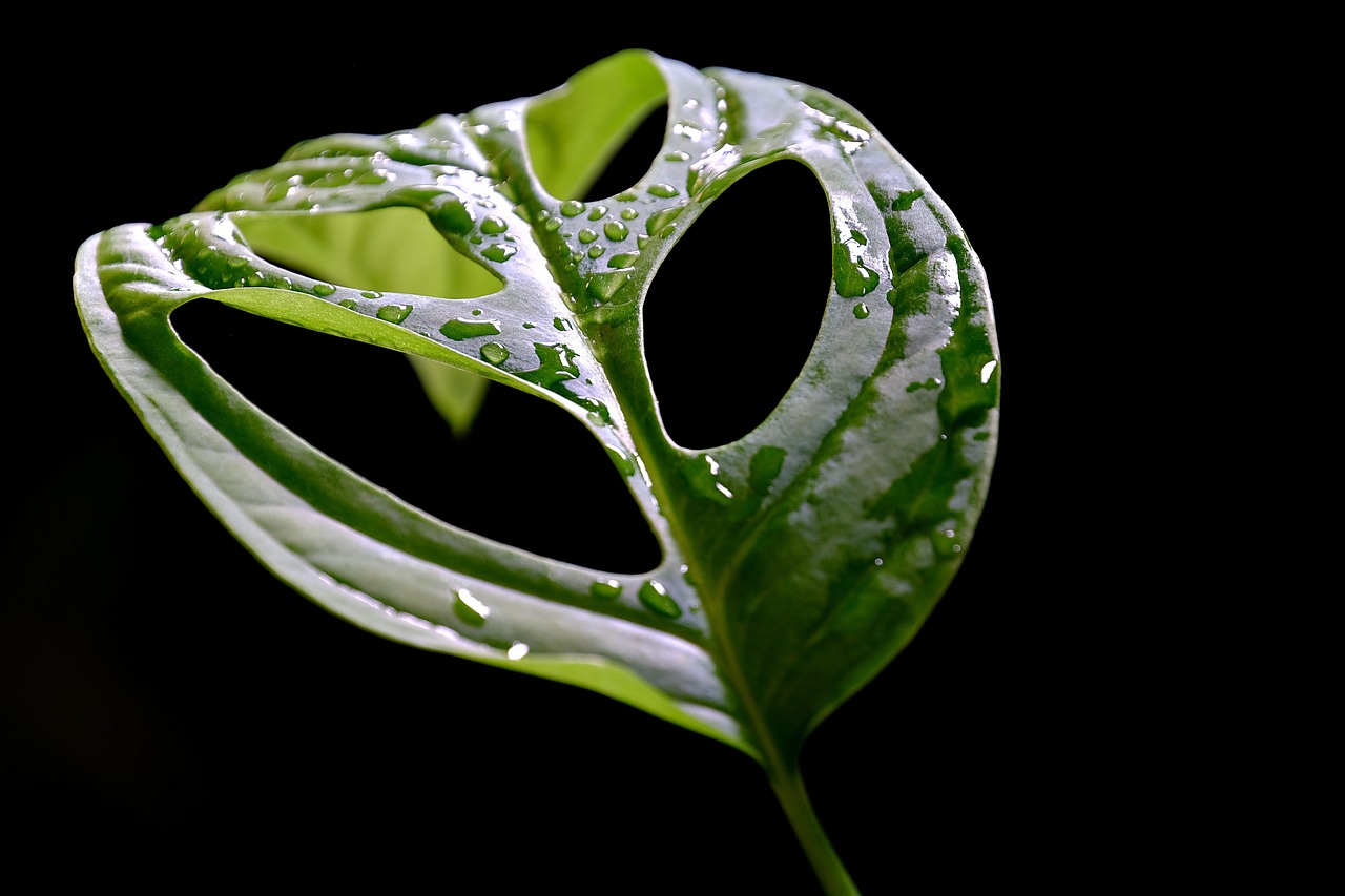 &lt;a href=&quot;https://pixabay.com/ko//?utm_source=link-attribution&amp;utm_medium=referral&amp;utm_campaign=image&amp;utm_content=7885646&quot;&gt;Pixabay&lt;/a&gt;로부터 입수된 &lt;a href=&quot;https://pixabay.com/ko/users/ignartonosbg-21428489/?utm_source=link-attribution&amp;utm_medium=referral&amp;utm_campaign=image&amp;utm_content=7885646&quot;&gt;hartono subagio&lt;/a&gt;님의 이미지 입니다.