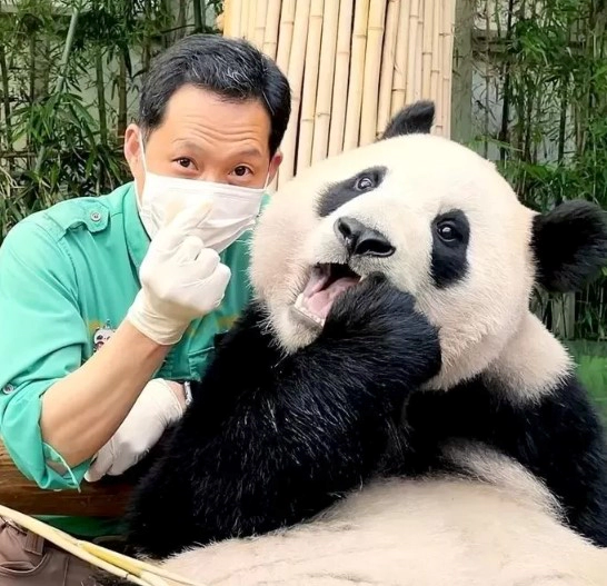 푸바오 생일 영상 사진