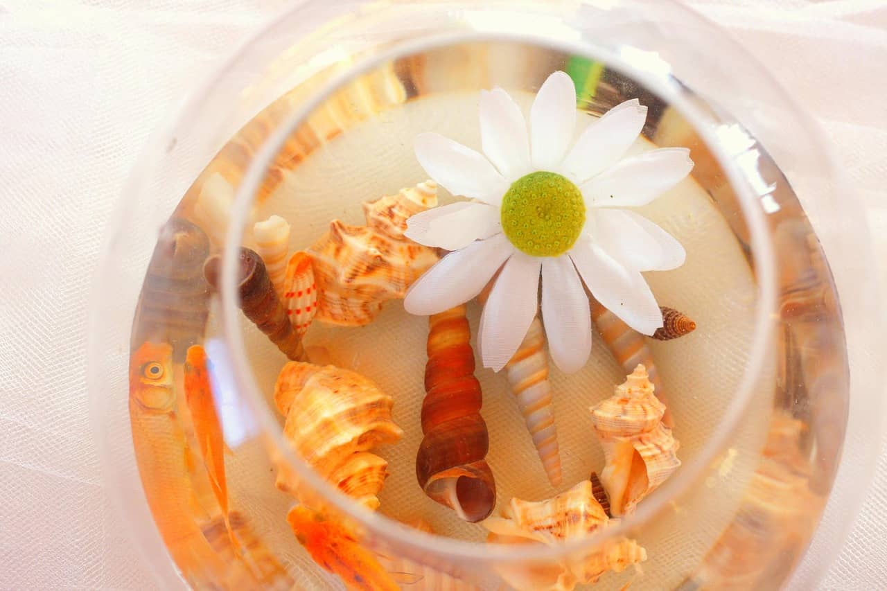 초보자가 나노 어항에서 가장 많이 하는 실수 10가지