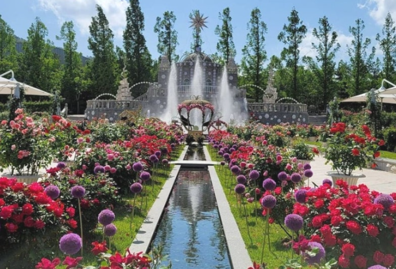 에버랜드장미축제