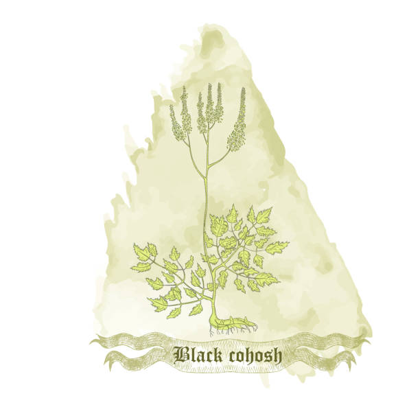블랙 코호시(Black Cohosh) 효능