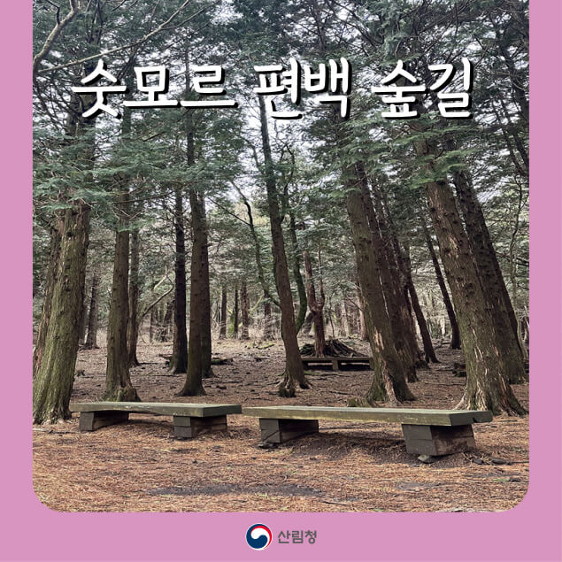 [명품숲길 50선] 제주시 숫모르 편백숲길, 난대림과 고산생태가 만나는 8km 숲의 향기
