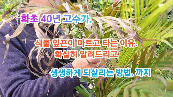 화분 잎타는 현상 예방 차광커튼 시간대조절 직사광관리 요령_4