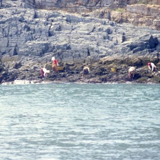 스피루리나자가면역질환