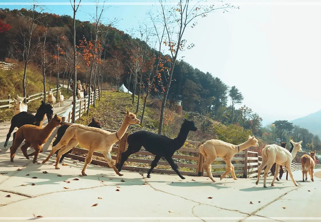 홍천-알파카월드-입장료-할인-이용-시간