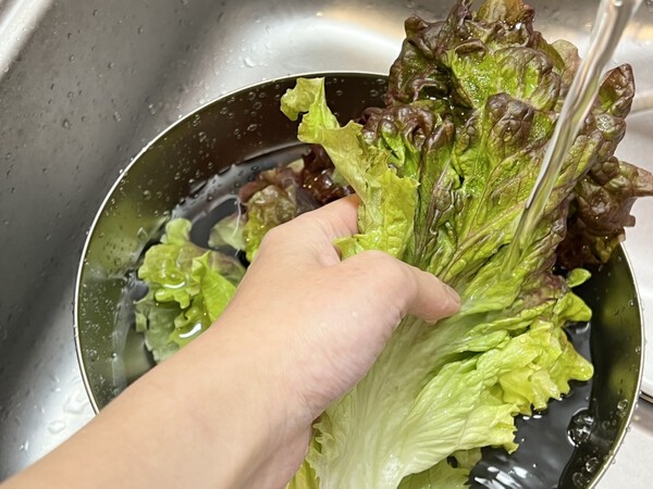 상추 세척법