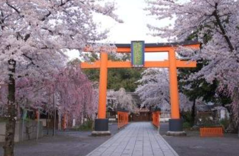 2023 일본 벚꽃 개화시기