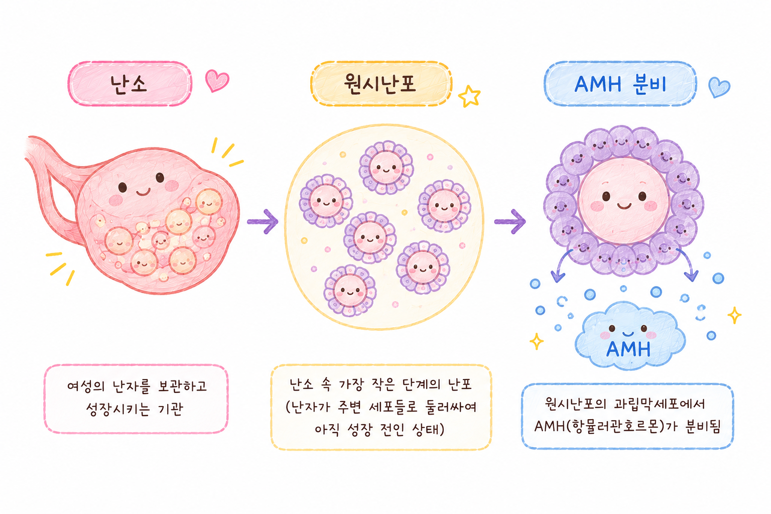 amh 호르몬