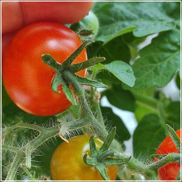 잘-익은-토마토