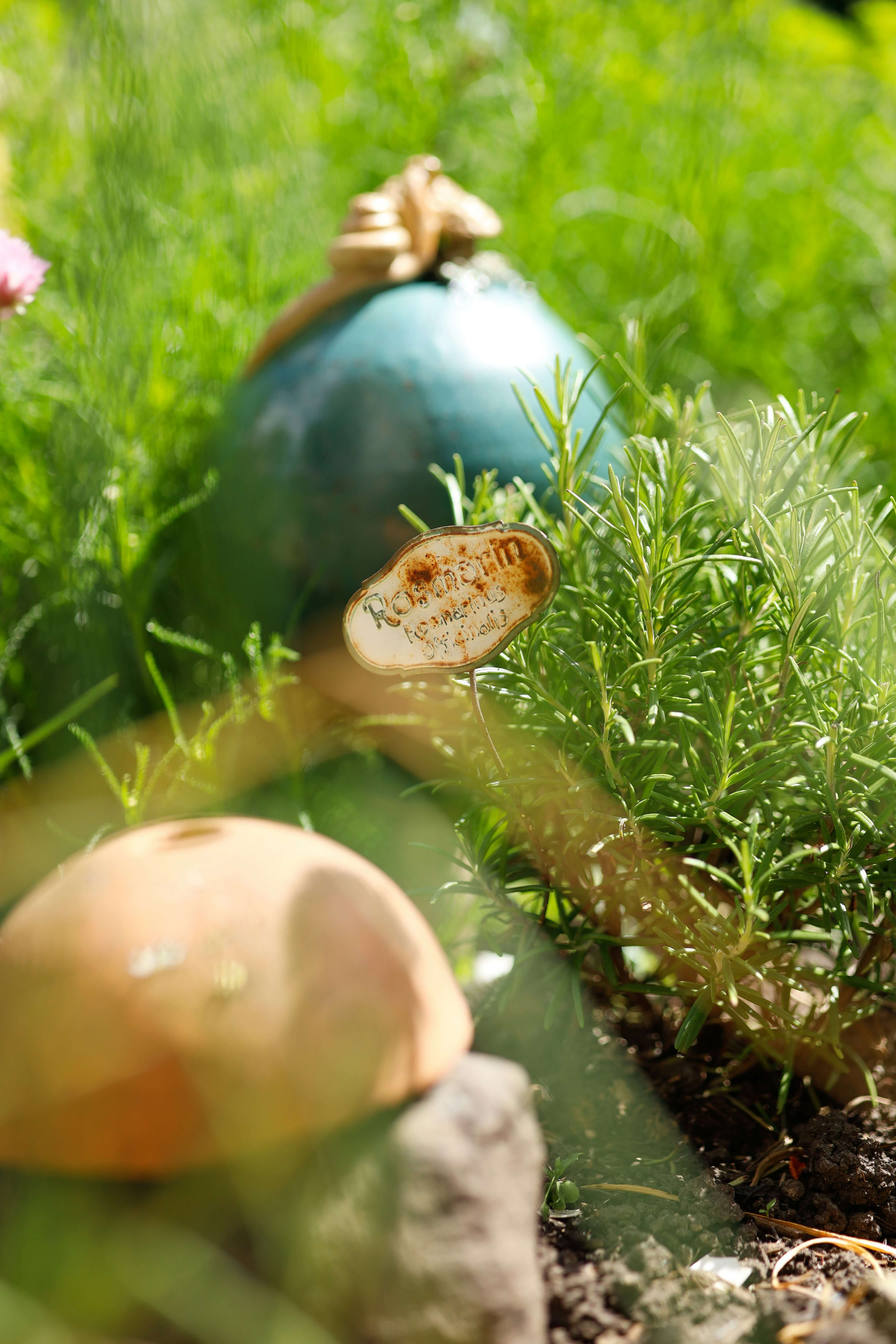 로즈마리 키우기