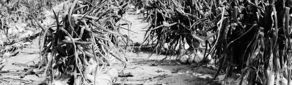 남부지방 양파 수확시기 (조생)