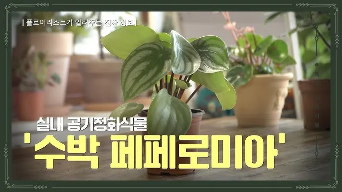 실내 공기정화식물 추천 10가지_8