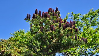 2025 한라산 백록샘 첫 개방! 선착순 100명