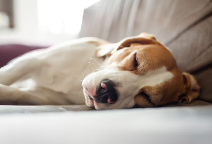 자고있는 강아지