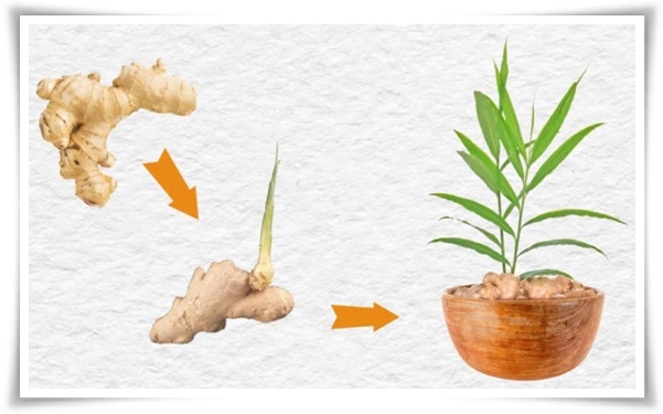 &quot;생강 심기&quot; 텃밭의 보물, 4월 ~ 5월 초 생강 심기로 건강과 맛을 동시에!