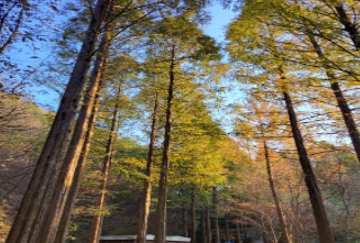 당일치기/가을/힐링/여행/대전/장태산자연휴양림/메타세쿼이아/스카이워크