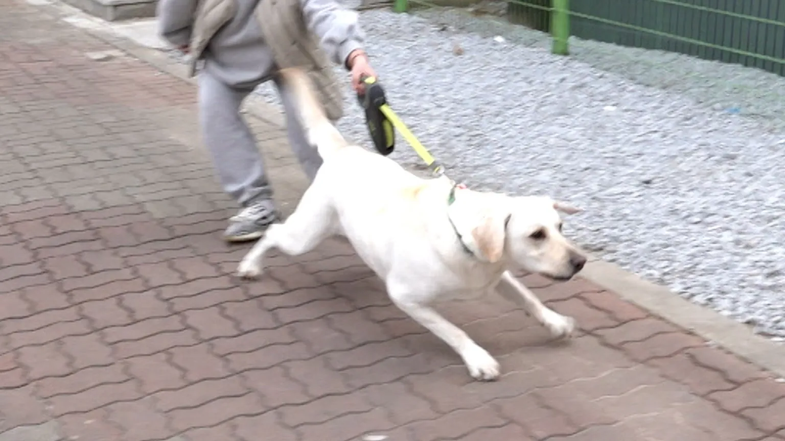 리트리버 개훌륭