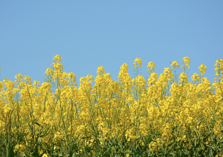 2025 구리 유채꽃축제