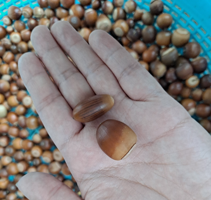 손위에-도토리-2개