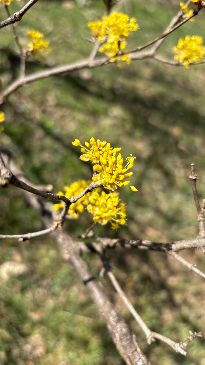 2025 이천백사 산수유꽃 축제 총정리