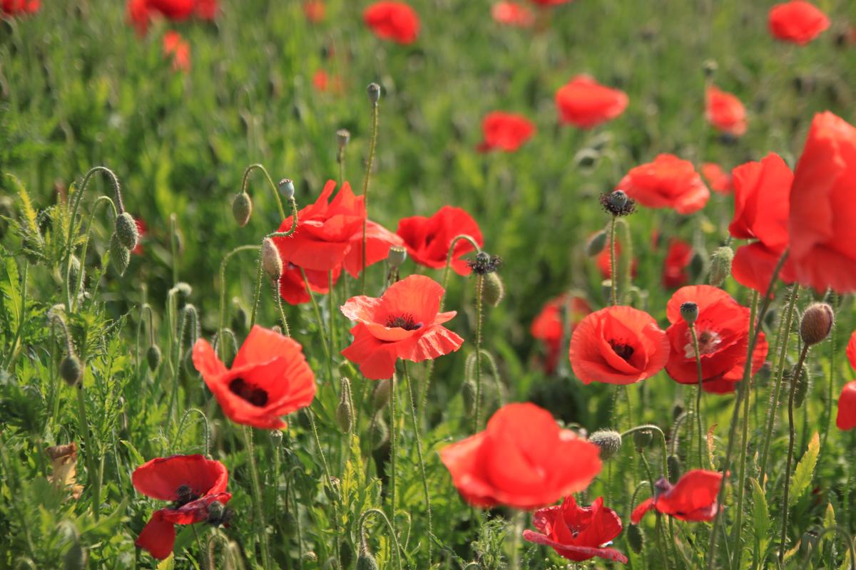 하동 북천 꽃양귀비 축제