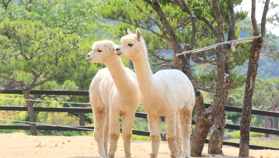 가산수피아-입장료-이용-안내-잠뜰-킴팽징-카라반-요금