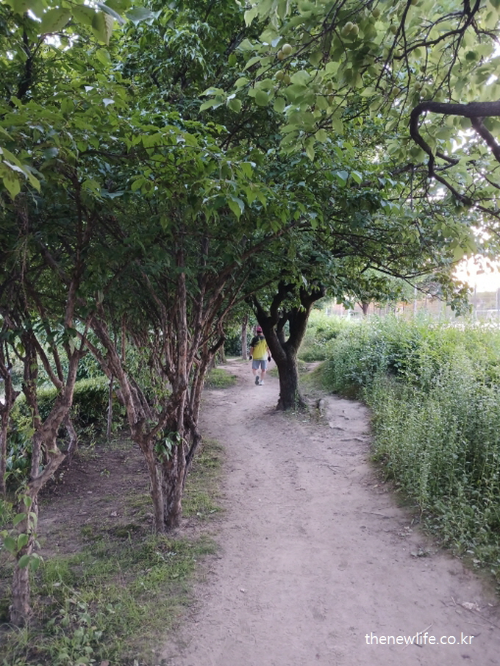 A person walking along a quiet forest path, surrounded by lush green trees and natural soil trail/울창한 나무와 흙길로 둘러싸인 숲길에서 산책하는 사람의 모습