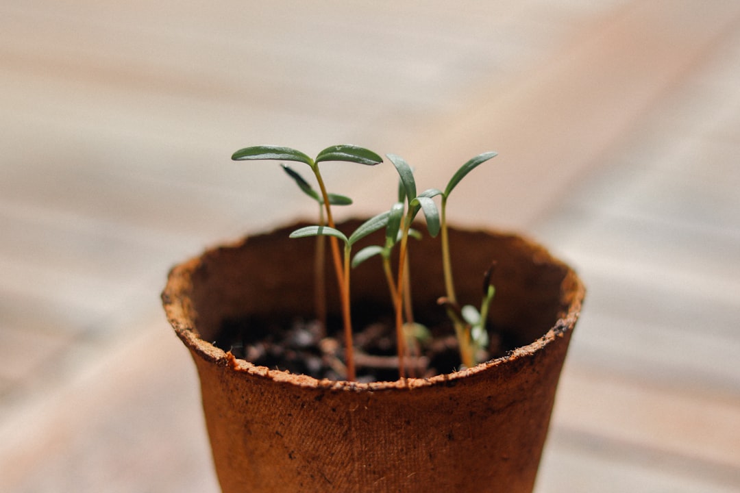 Growth.