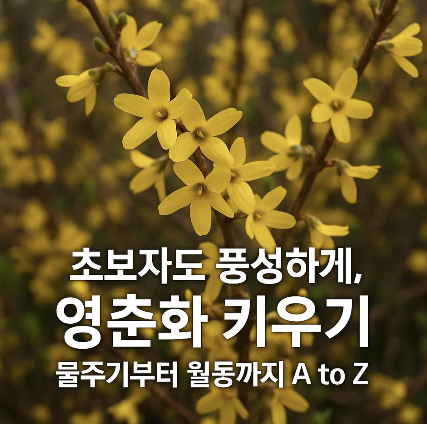 초보자도 풍성하게, 영춘화 키우기 물주기부터 월동까지 A to Z