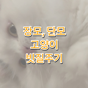 고양이빗질주기