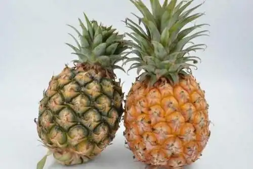 파인애플과 펑리의 차이점