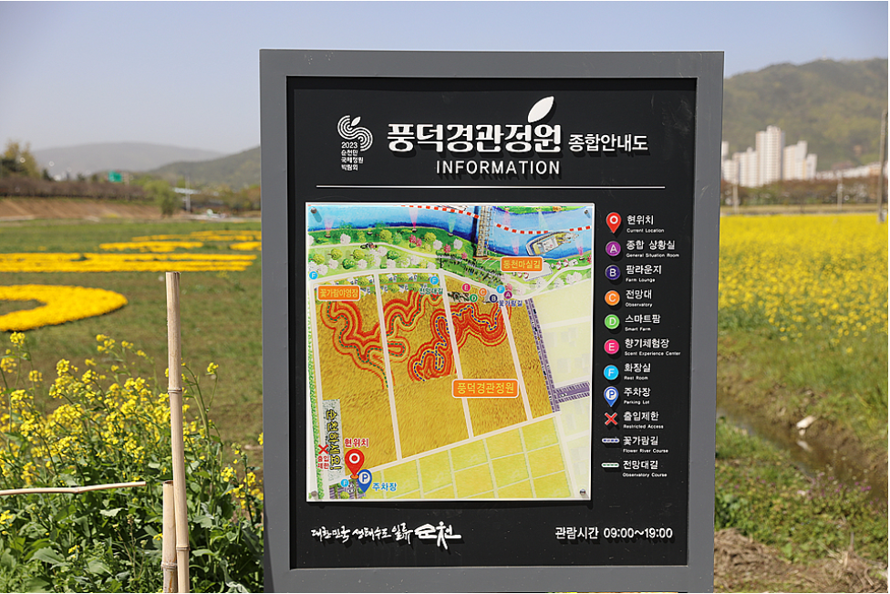 유채꽃 개화시기.유채꽃 명소.2023년안내