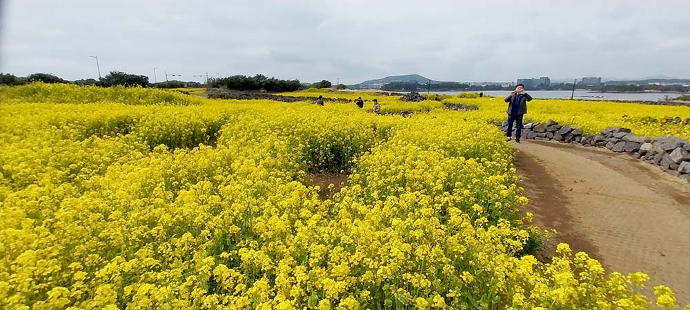 유채꽃 너머 성산일출봉