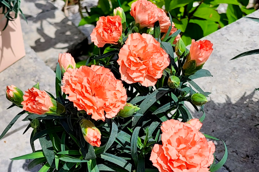 특색있고 아름다운 민간 정원 30선 추천 여행 - 29. 울주 온실리움