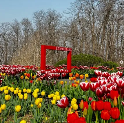 피나클랜드 불꽃축제 튤립 수선화 축제 7