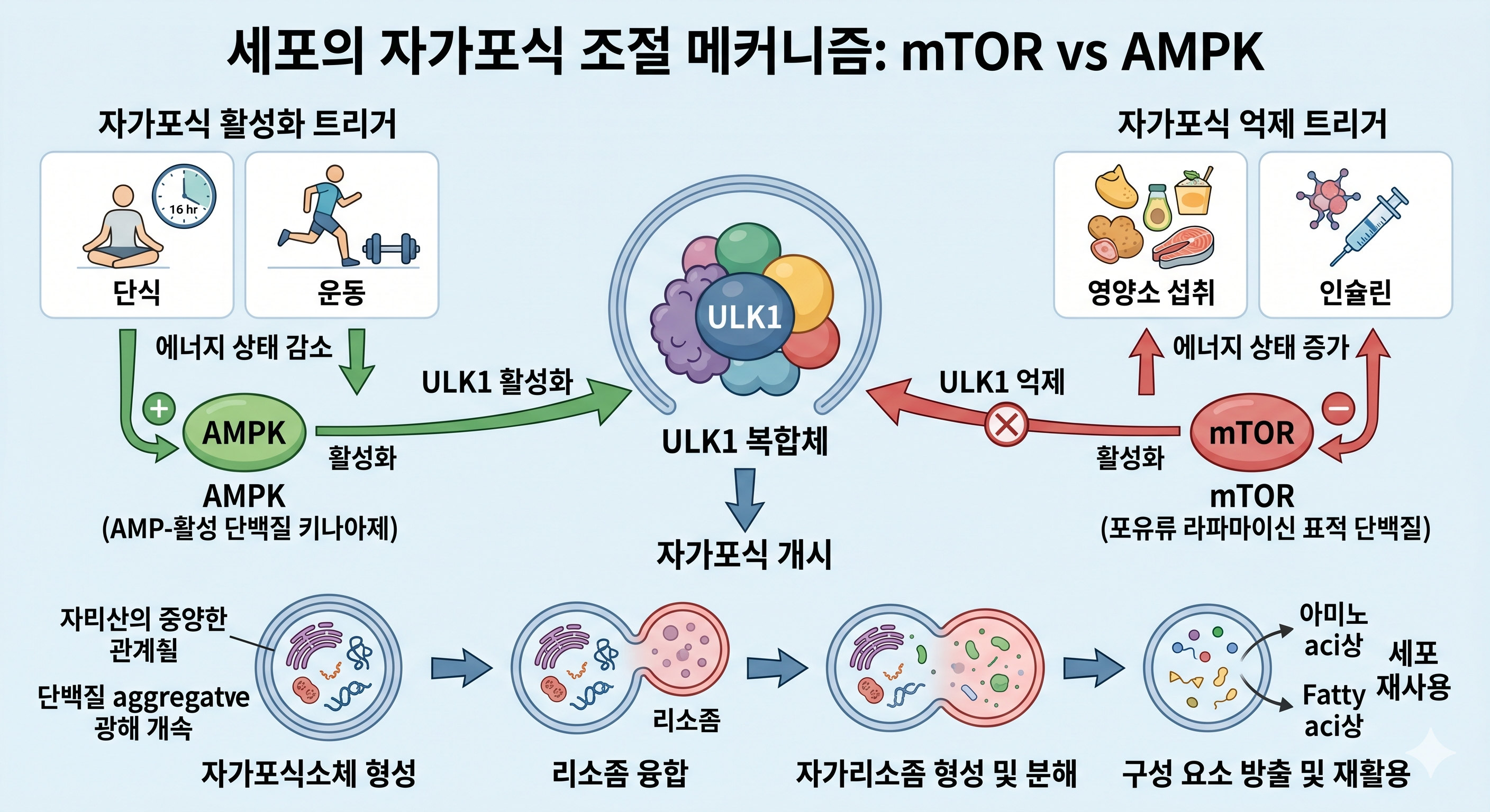 오토파지 기전 &mdash; mTOR 억제 AMPK 활성화 ULK1 오토파지소체 형성 공복 운동 커피 스위치