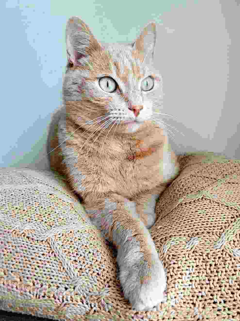 반려동물 의료비 지원