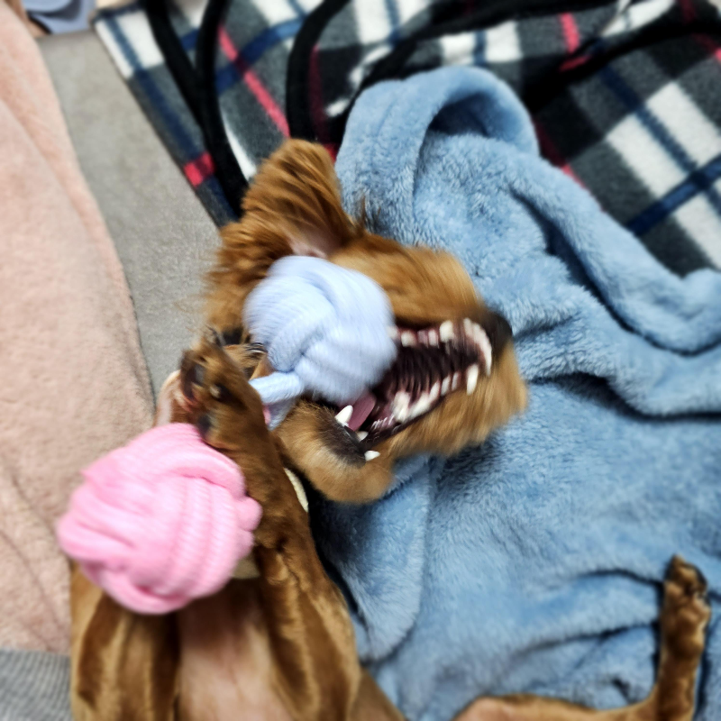 집 와서 긴장 풀린 덕구