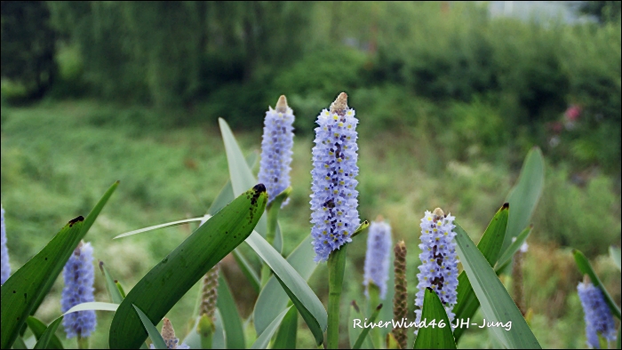 폰테데리아 코다타(Pontederia cordata)해수화(海修花).