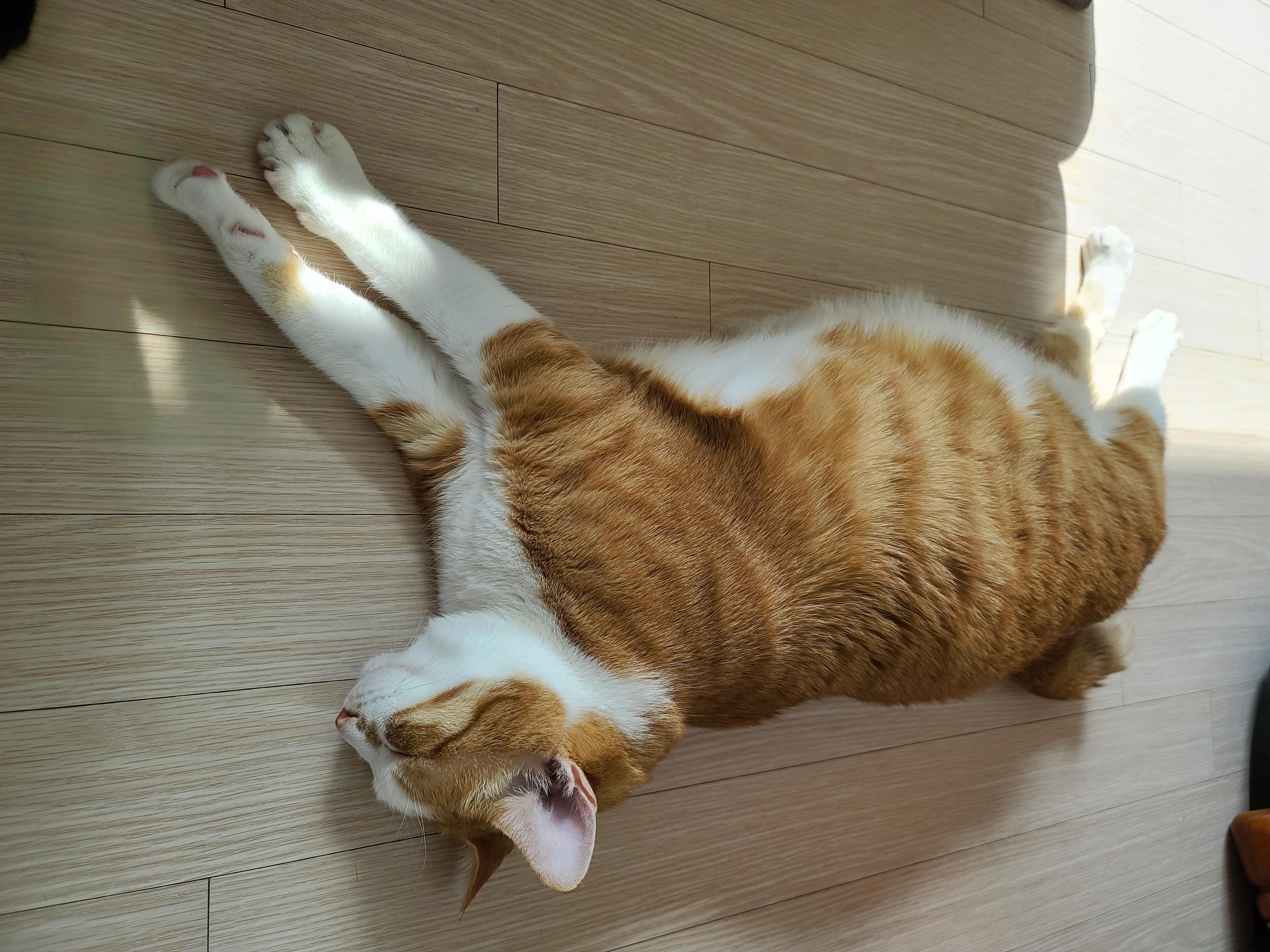 버리려고 하면 잘 써주는 청개구리 같은 고양이들 (feat.귀여운호야)